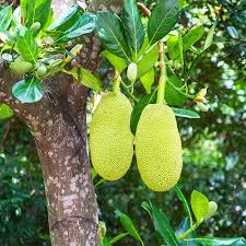 JACK FRUIT (ORDINARY) (1 kg, 5)